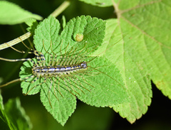 Thereuonema tuberculata