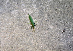 Atractomorpha sinensis