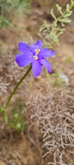 Aristea africana