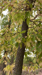 Celtis occidentalis