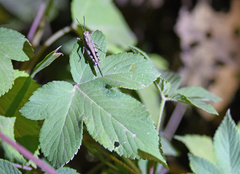 Trilophidia annulata