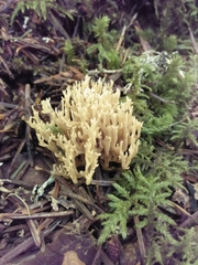 Phaeoclavulina curta