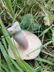 Russula mariae