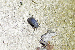 Heterotarsus carinula