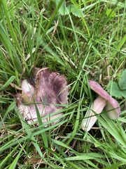 Russula mariae