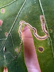 Stigmella quercipulchella