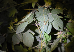 Atractomorpha sinensis