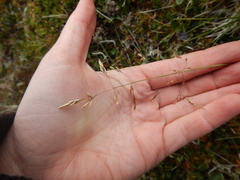 Deschampsia cespitosa glauca
