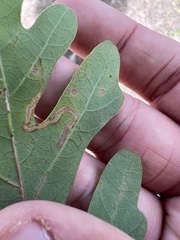 Stigmella quercipulchella