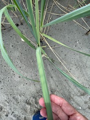 Leymus mollis