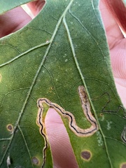 Stigmella quercipulchella
