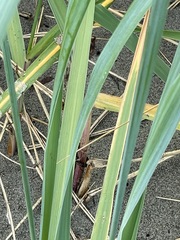 Leymus mollis