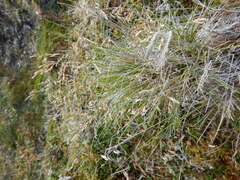 Deschampsia cespitosa glauca