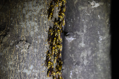 Polistes jokahamae
