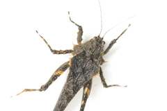 Paragavialidium hainanensis