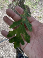 Stigmella quercipulchella