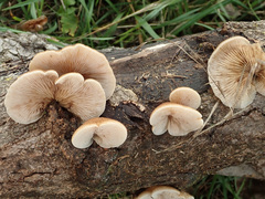Crepidotus calolepis