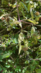 Bidens frondosa
