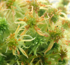 Sphagnum fallax