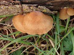 Crepidotus calolepis