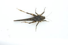 Paragavialidium hainanensis