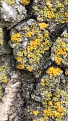 Xanthomendoza fallax