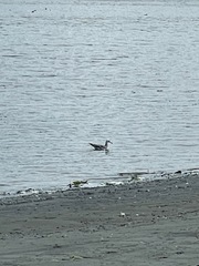 Larus californicus