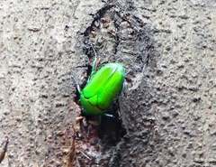 Heterorrhina elegans