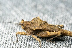 Paragavialidium hainanensis