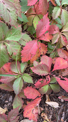 Parthenocissus inserta
