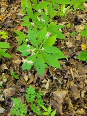 Oclemena acuminata image