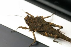 Paragavialidium hainanensis