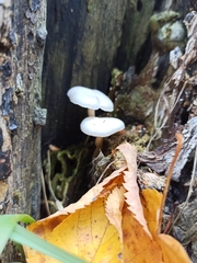 Clitocybe truncicola