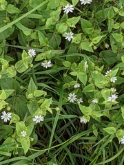 Stellaria