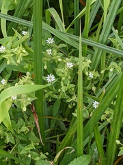 Stellaria