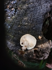 Clitocybe truncicola