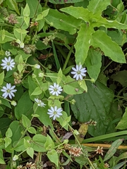 Stellaria