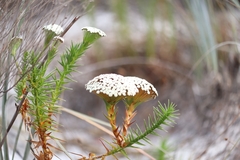 Eriocaulaceae