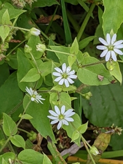 Stellaria