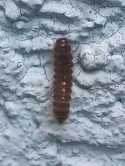 Lagria villosa