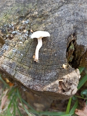 Clitocybe truncicola
