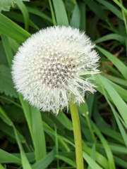 Taraxacum officinale
