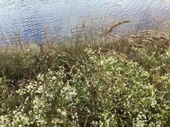 Symphyotrichum pilosum