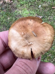 Cortinarius distans