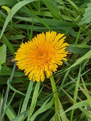 Taraxacum officinale
