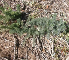 Asparagus capensis
