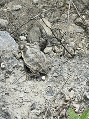 Phrynosoma taurus