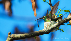 Anthracothorax prevostii