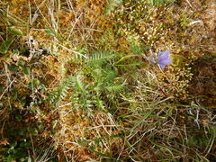 Polemonium acutiflorum