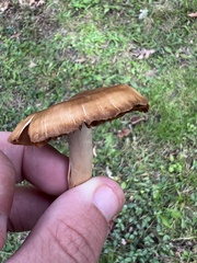 Cortinarius distans
